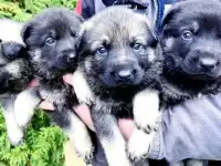 Восточноевропейская овчарка, щенки