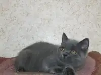 Британская кошечка