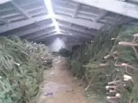 Сосны новогодние оптом