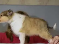 Щенки колли, фотография 3