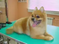 стрижка собак и кошек