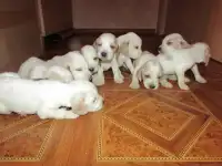 Щенки русского охотничьего спаниеля