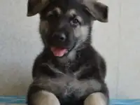 Крупные щенки ВЕО