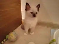 Продам котят породы РЭГДОЛЛ, фотография 2