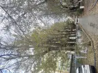 Спил деревьев, фотография 2