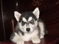 Разноглазые кобели хаски, фотография 2