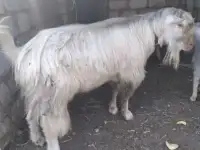 Козлята