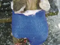 Самоклеющийся бандаж 10 см VETlastic