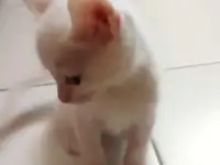Котята, фотография 2