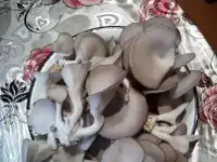 Вы покупайте мы продаем, фотография 2