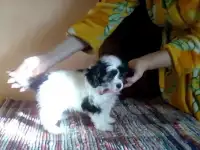 Ждем любящих хозяев