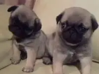 Мопс