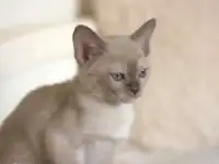 Бурманские котята, фотография 2