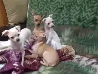 Щенки той терьера