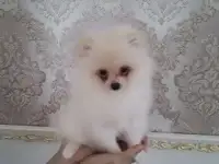 мини шпицы