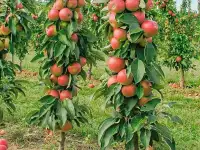 продам крупномерные плодовые деревья, фотография 4