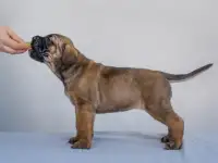 Щенки кане корсо