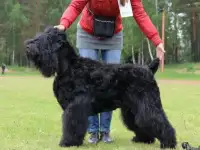 Щенки Русского Черного Терьрера