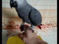 Жако