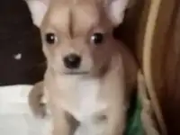 Чихуахуа