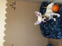 Продаются щенки мальчики чихуахуа