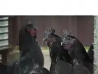Петушки Ухейилюй