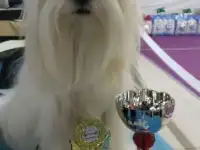 мальчик мальтезе-будущий чемпион, фотография 2