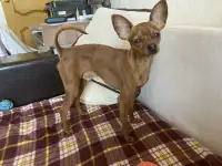 Вязка бесплатно