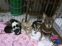 Чихуахуа щенки мини и стандарт