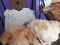 Продаю щенков чихуахуа