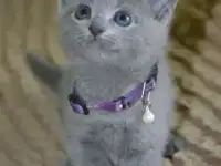 Котята, породы русская голубая от заводчика, фотография 2