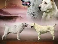 Щенки среднеазиатская овчарка (САО, алабай)