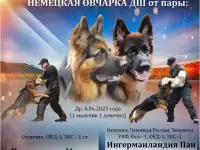 Щенки немецкой овчарки