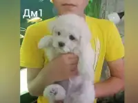 Высокопородные щенки Бишон Фризе, фотография 8