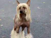 Куплю китайскую хохлатую