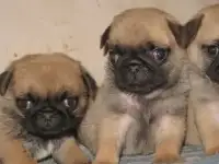 Мопс щенки