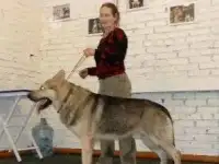 Восточноевропейские овчарки .Род.РКФ., фотография 2