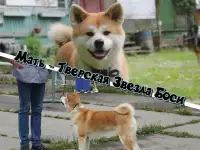 Щенки Акита-ину