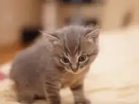 Отдам бесплатно в хорошие руки, фотография 2