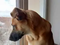 Отдам щенка бесплатно, фотография 4