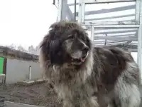 Огромная, но добрая собака ищет дом