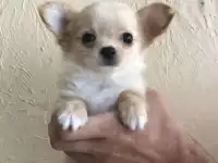 Чихуахуа щенки