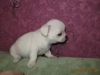 Продам щенков чи хуа хуа, фотография 4