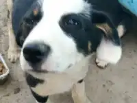 Щенки панда