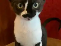 Котята Девон Рекс от титулованных родителе, фотография 4