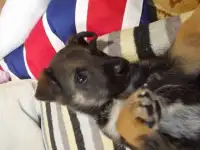 Щенки в добрые руки Хабаровск