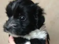 Щенок болонки