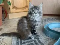 Мейн Кун котята в Санкт -Петербурге