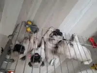 Бежевые мопсики, фотография 4