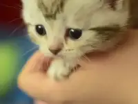 Британские котята чистокровные мрамор, фотография 6
